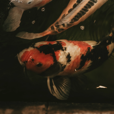 Leviticus_Tattoo_&_Piercing_Koi_Image_10