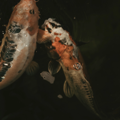 Leviticus_Tattoo_&_Piercing_Koi_Image_9