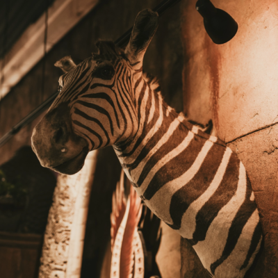 Leviticus_Tattoo_&_Piercing_Piercing_Artifact_Zebra_Image_1